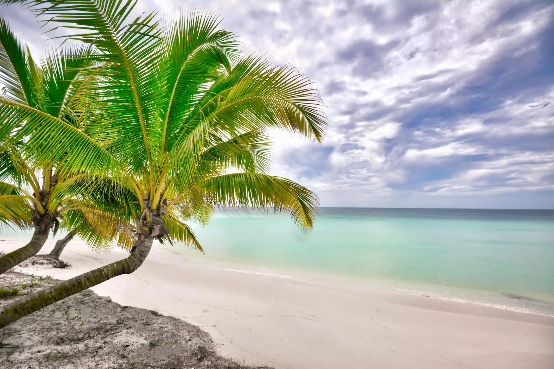 Sihanoukville beach with palm tree
